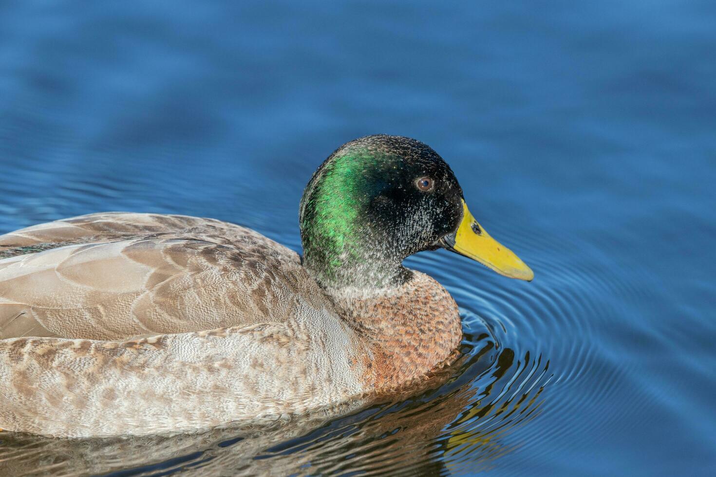 Common Mallard Duck photo