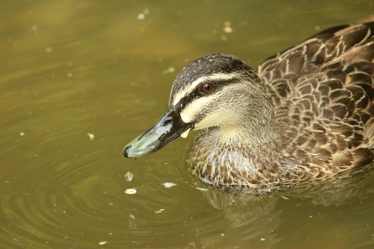 Grey Duck in New Zealand photo