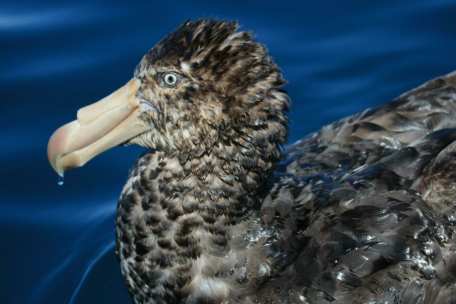 Northern Giant Petrel photo