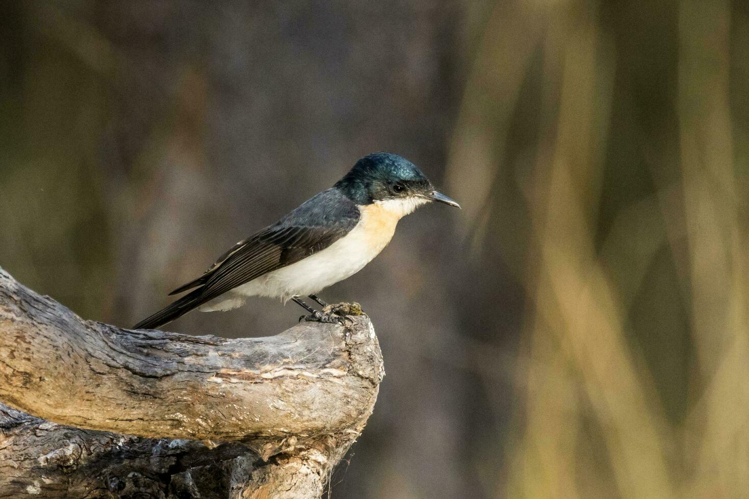 Restless Flycatcher in Australia photo