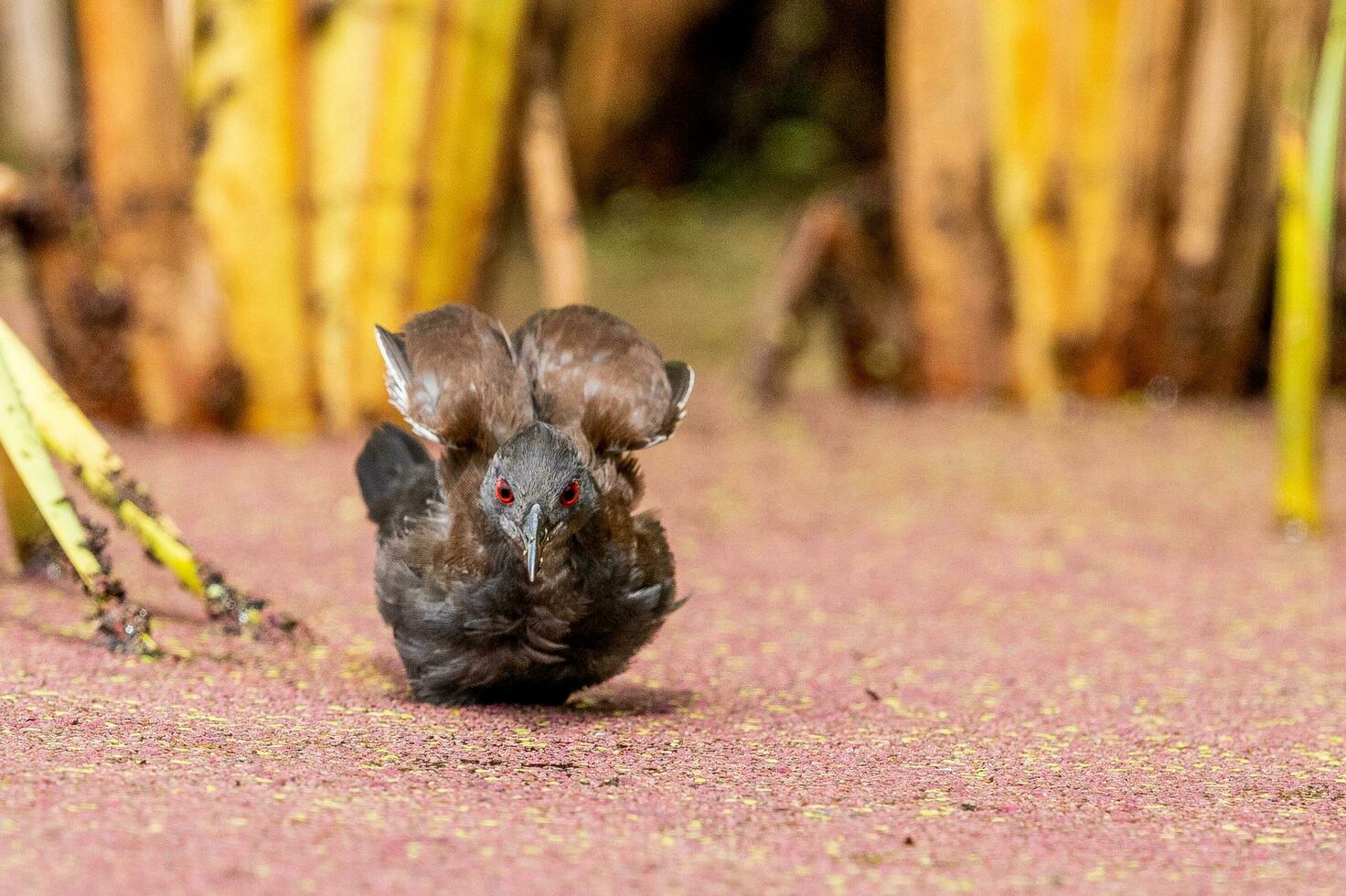 inmaculado crake en australasia foto