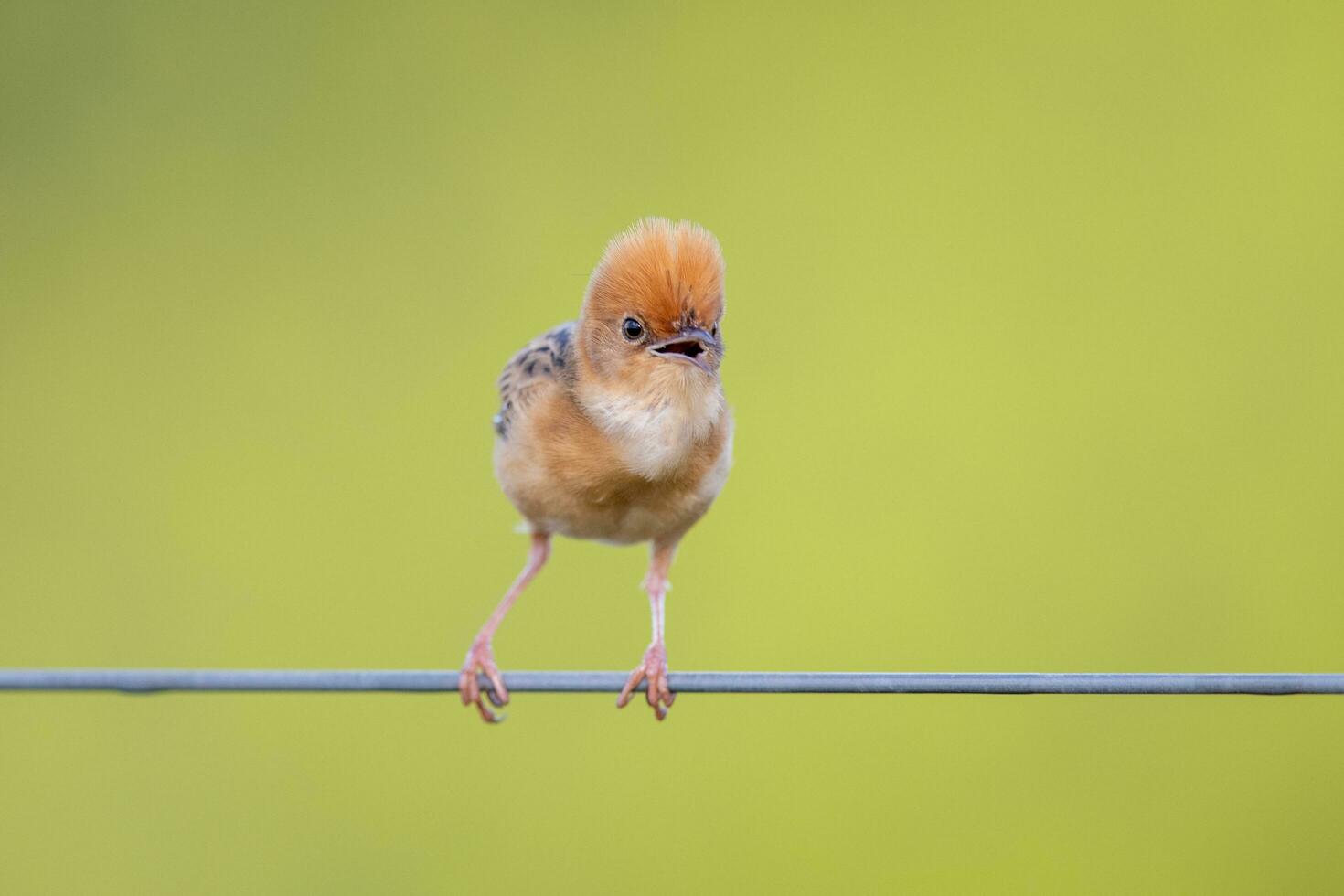 Golden-headed Cisticola in Australia photo