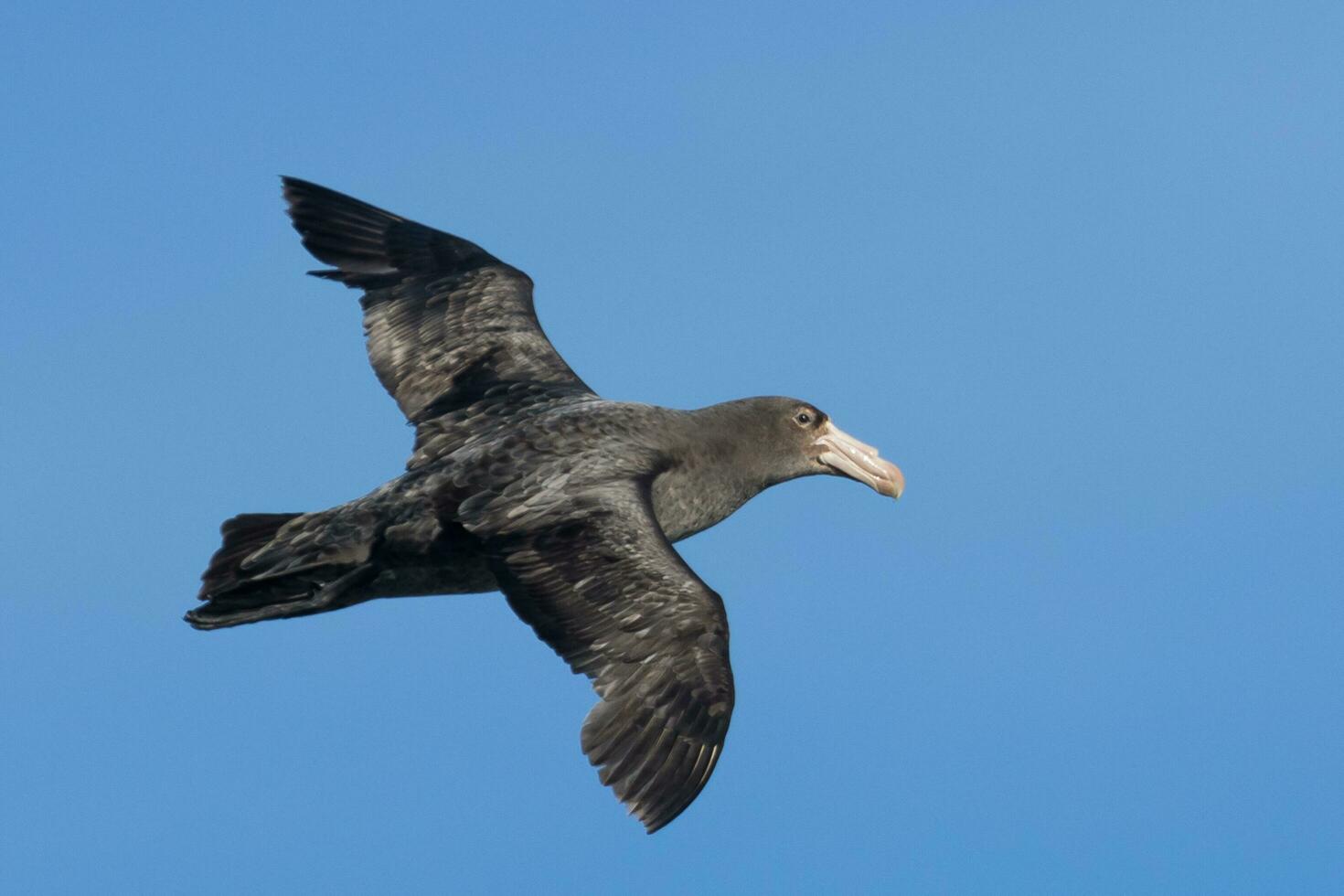 Northern Giant Petrel photo