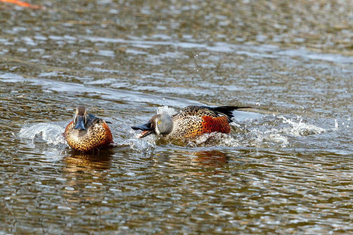 Australasian Shoveler Duck photo