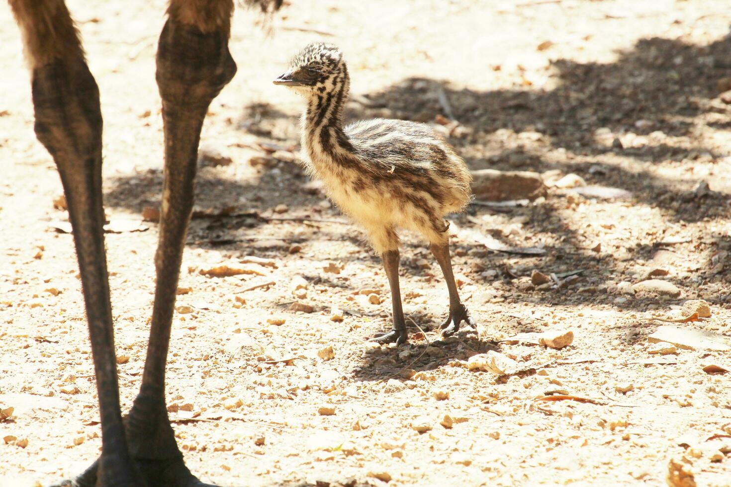 Emu Endemic Bird of Australia photo