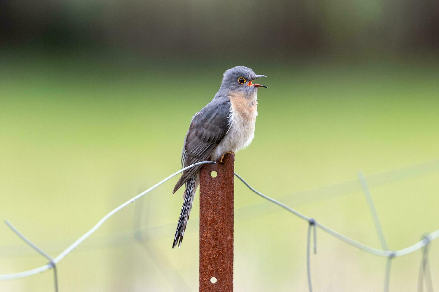 Fan-tailed Cuckoo in Australia photo