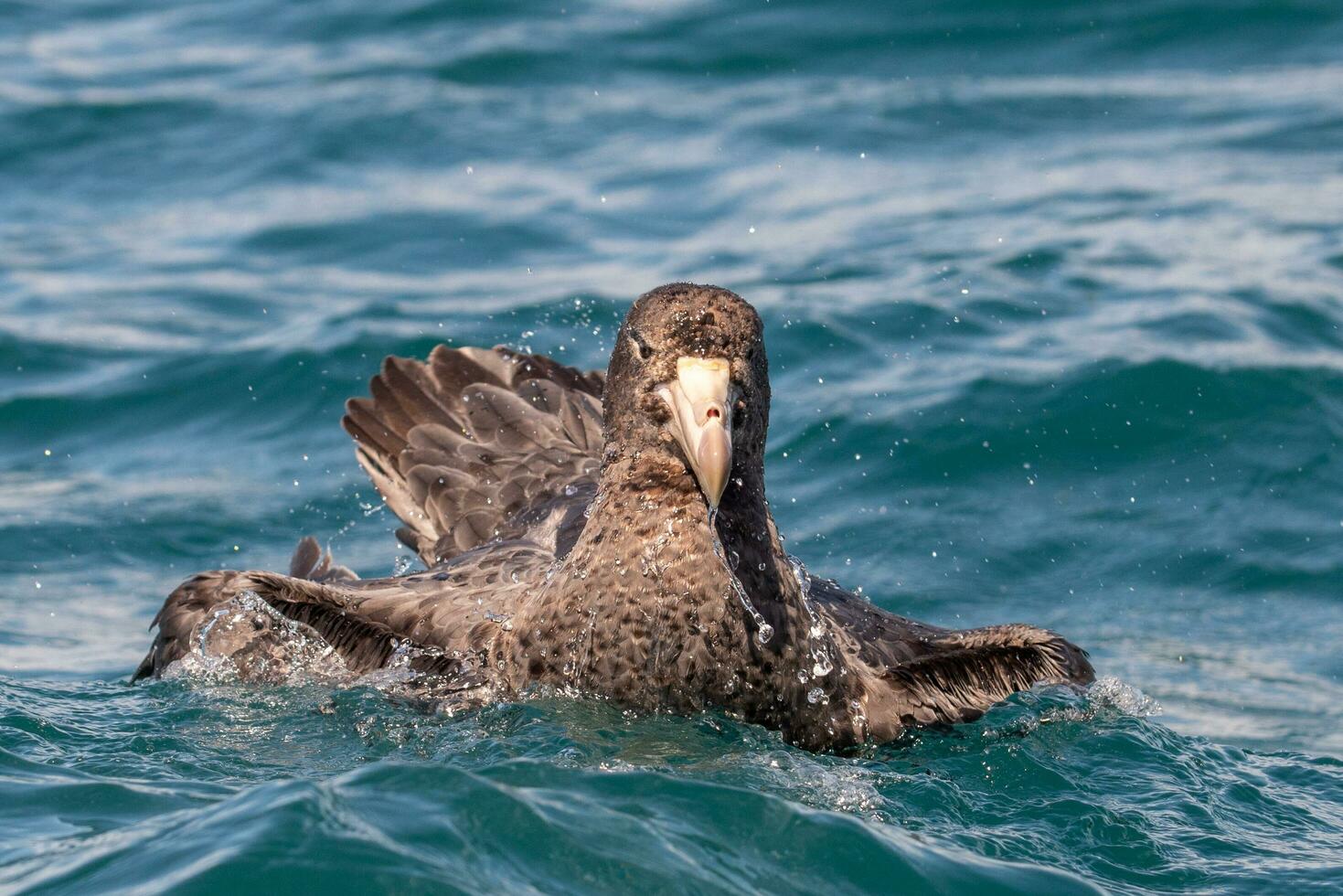 Northern Giant Petrel photo