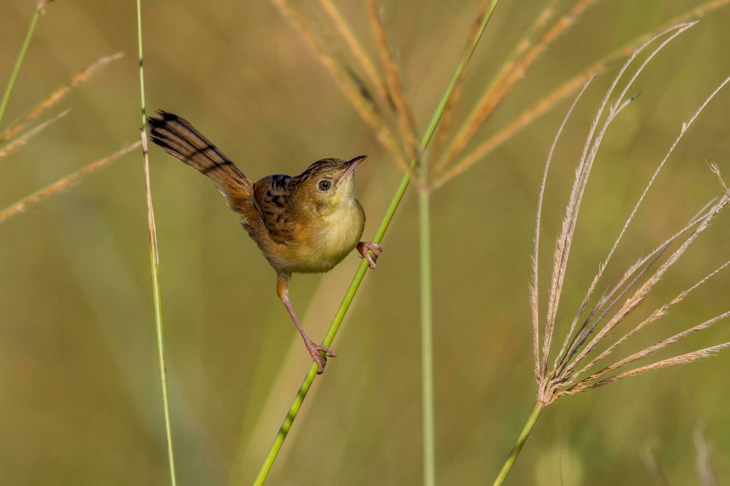 Golden-headed Cisticola in Australia photo