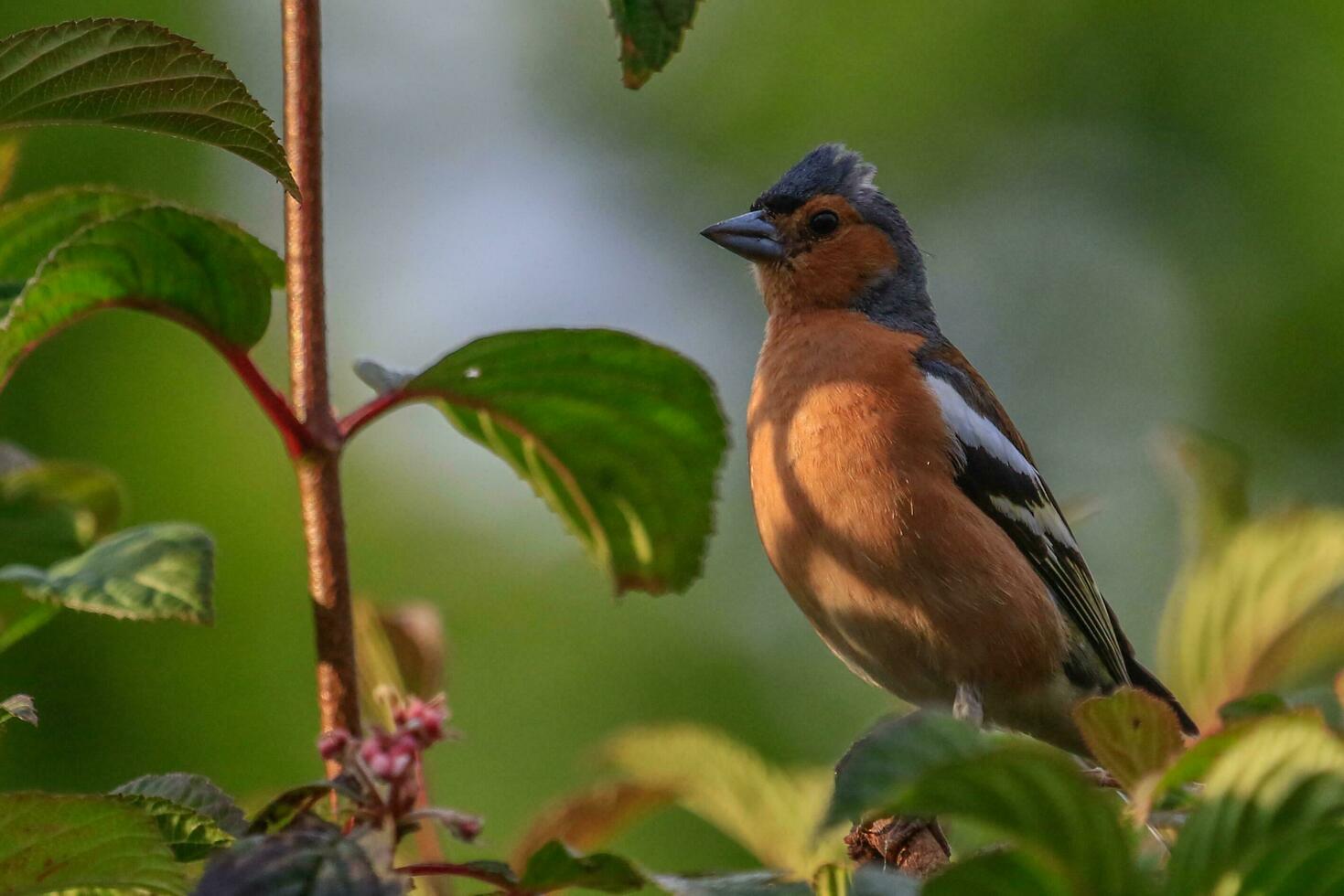 Common Chaffinch Bird photo