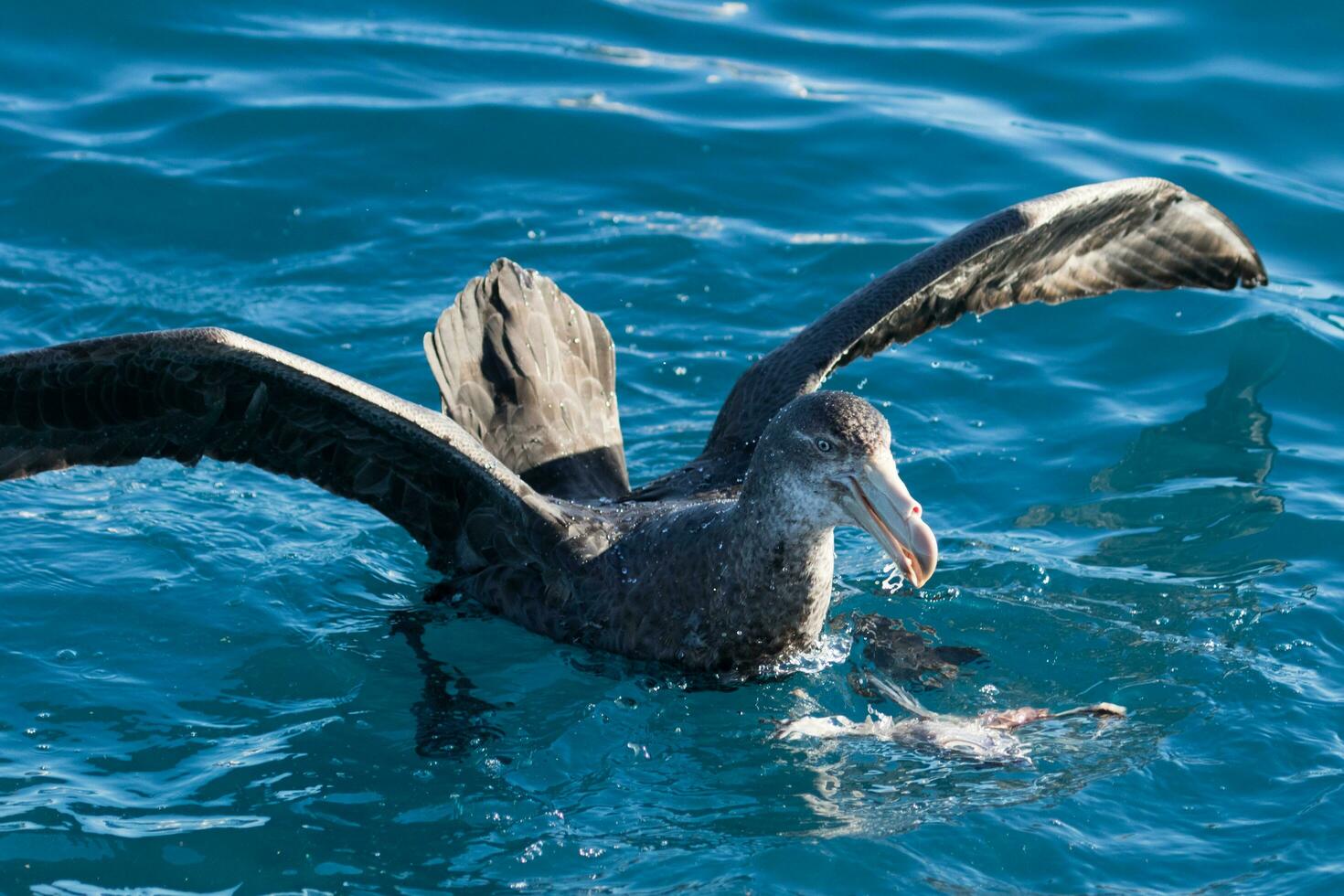 Northern Giant Petrel photo