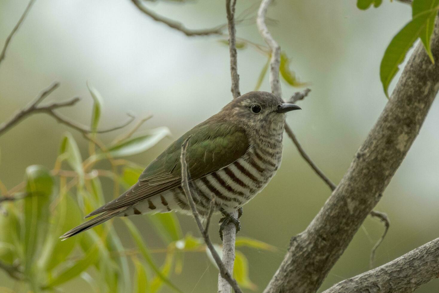 Shining Bronze Cuckoo photo