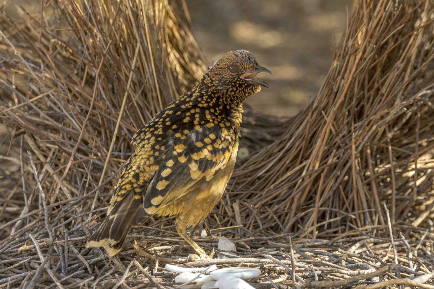 Western Bowerbird in Australia photo