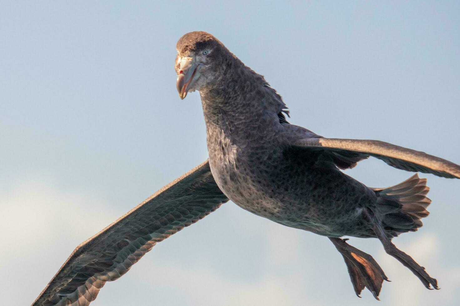 Northern Giant Petrel photo