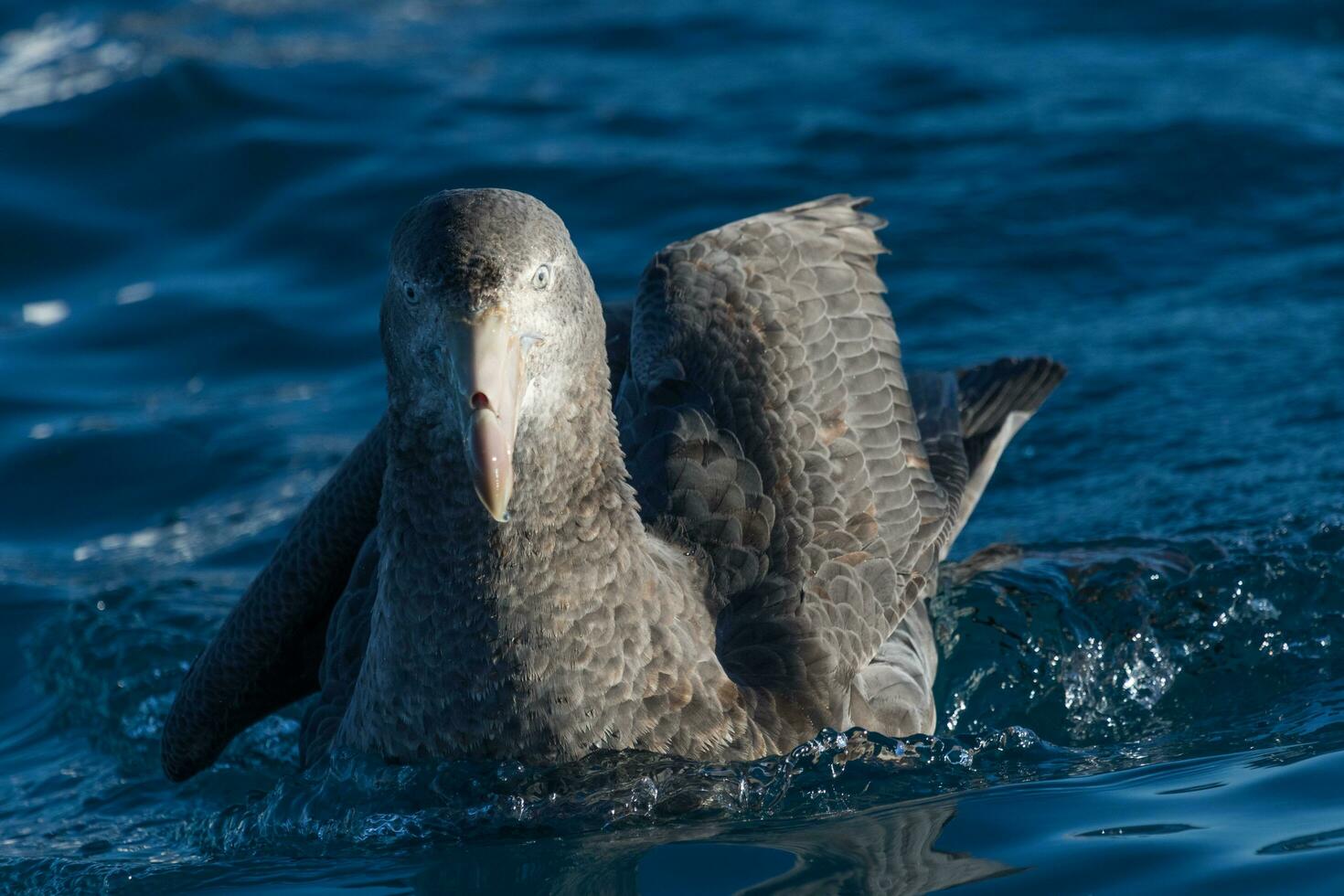 Northern Giant Petrel photo
