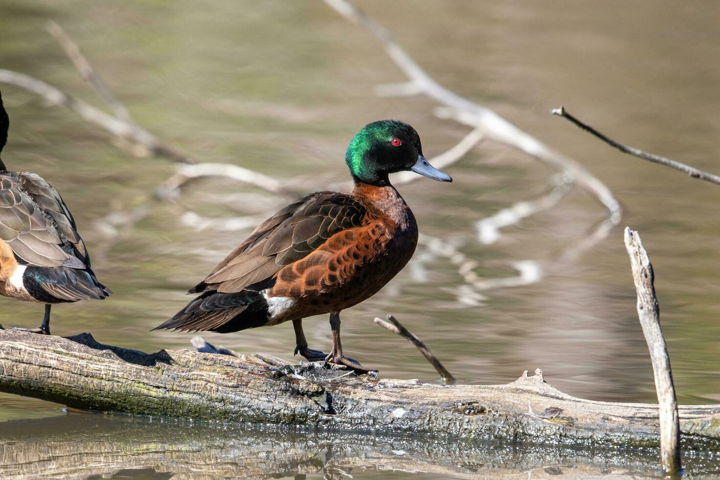 Chestnut Teal in Australia photo