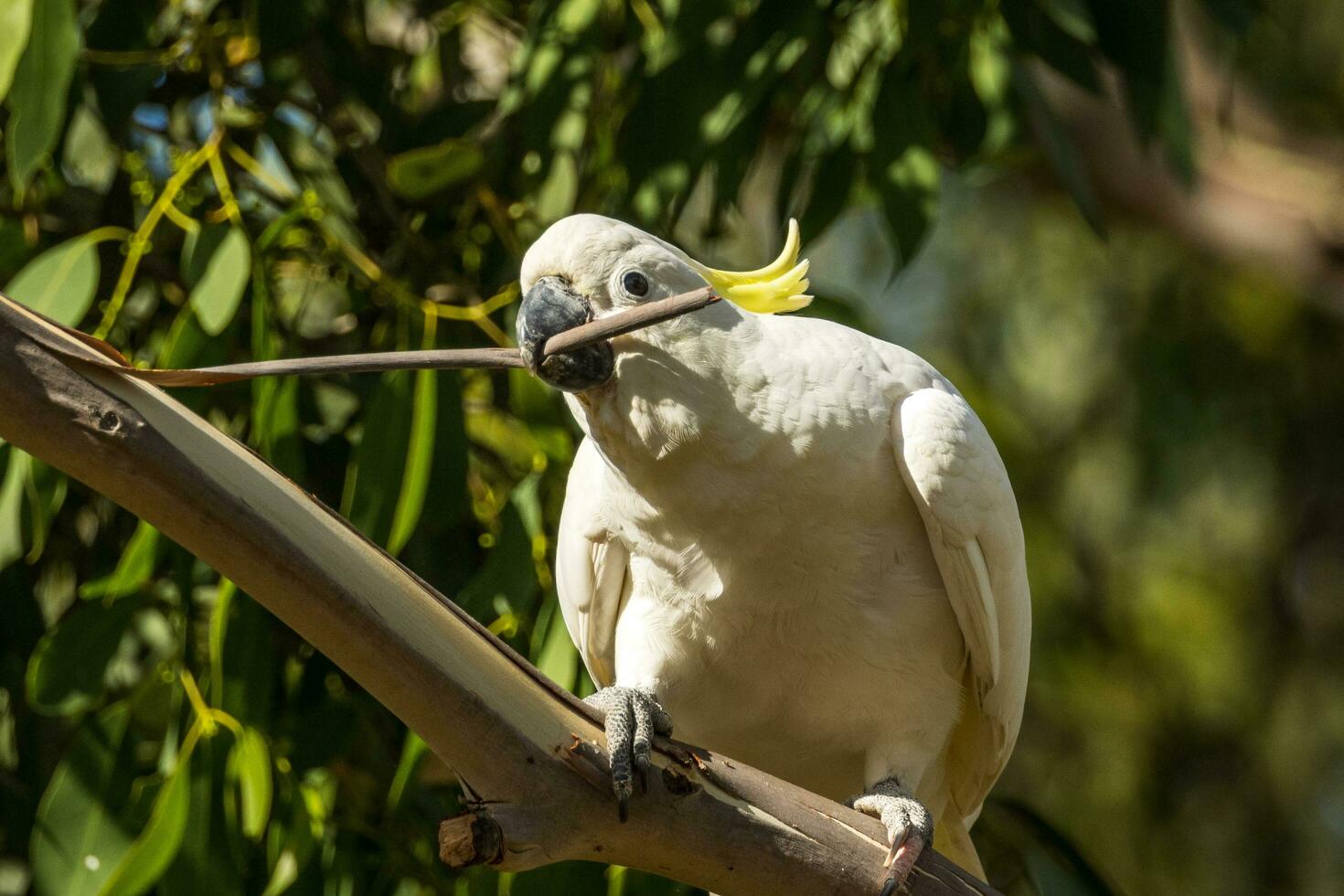 Sulphur-crested Cockatoo in Australia photo