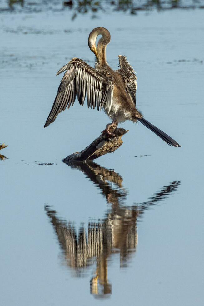 Anhinga - Australia Darter photo