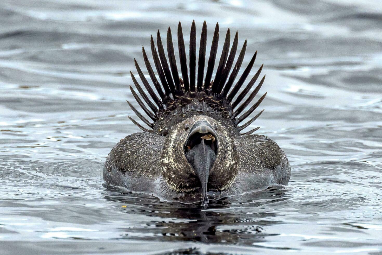 Musk Duck Endemic to Australia photo