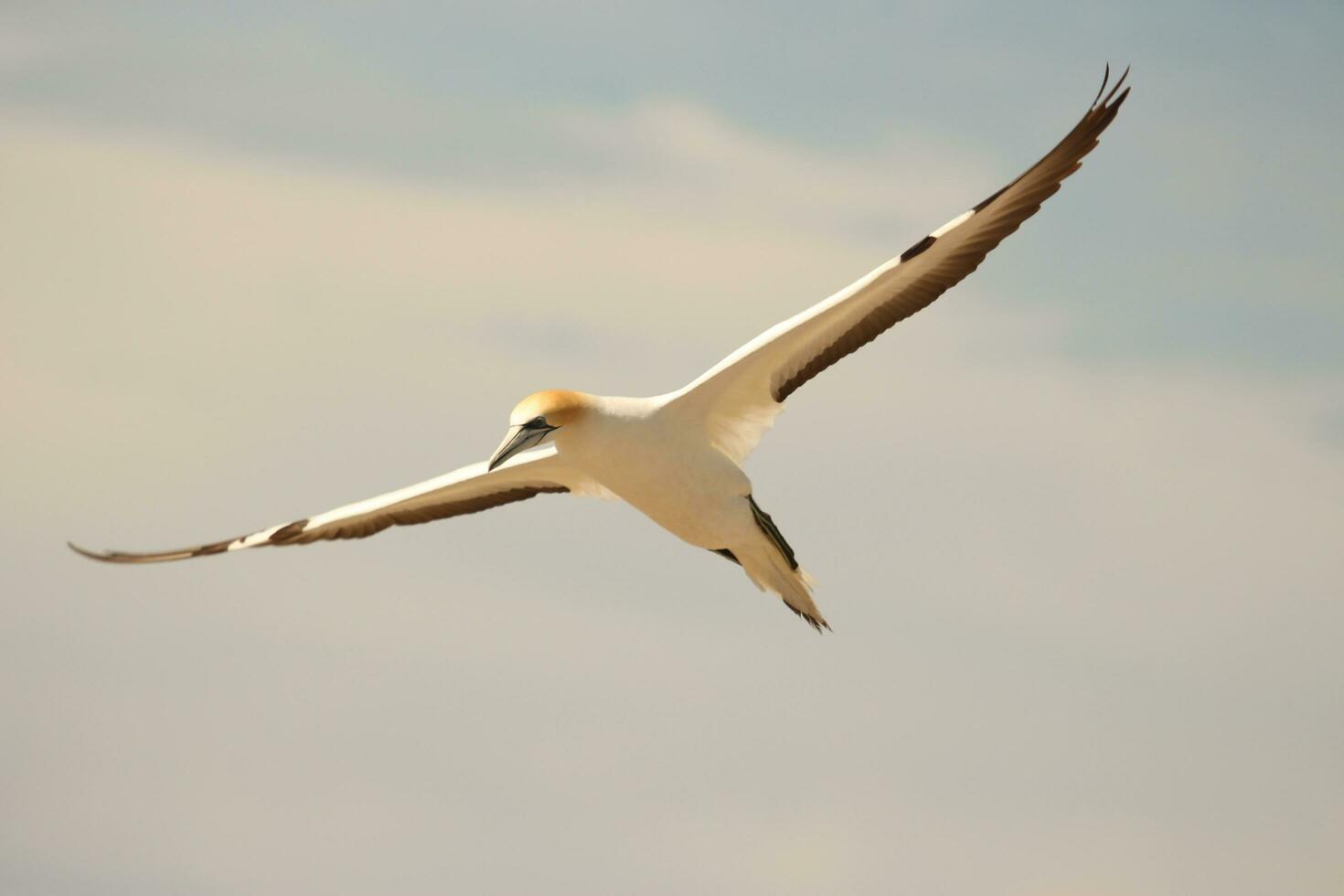 australasiano gannet en australasia foto