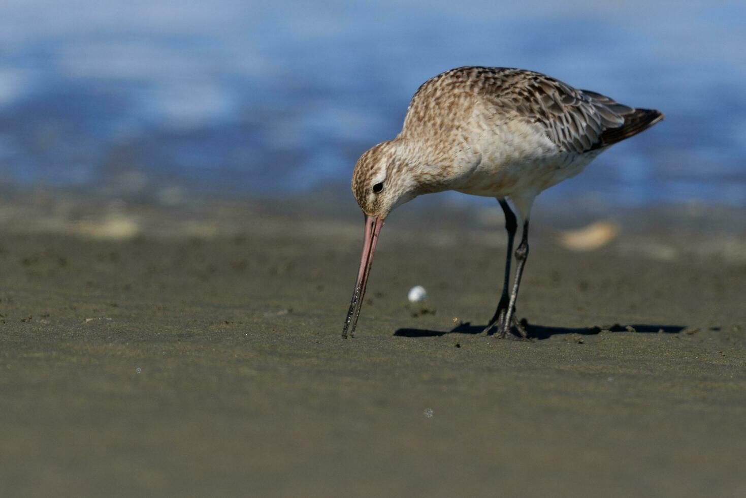 Bar-tailed Godwit in Australasia photo