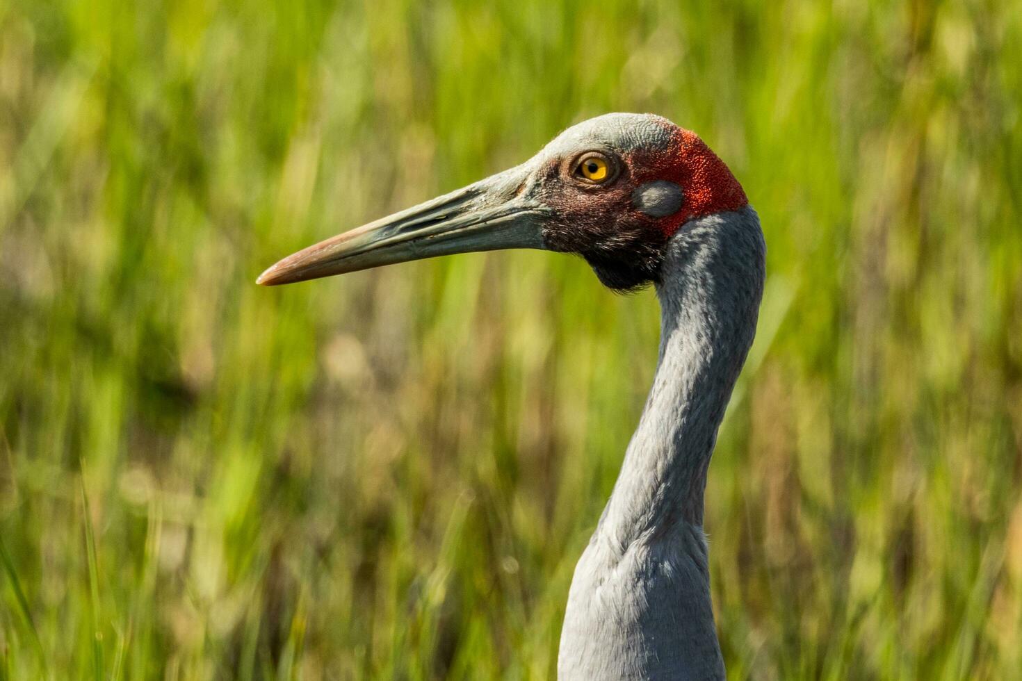 Brolga Crane in Australia photo