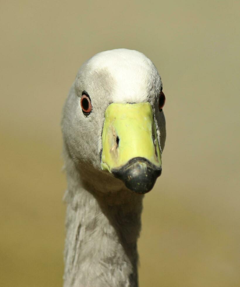 Cape Barren Goose in Australia photo