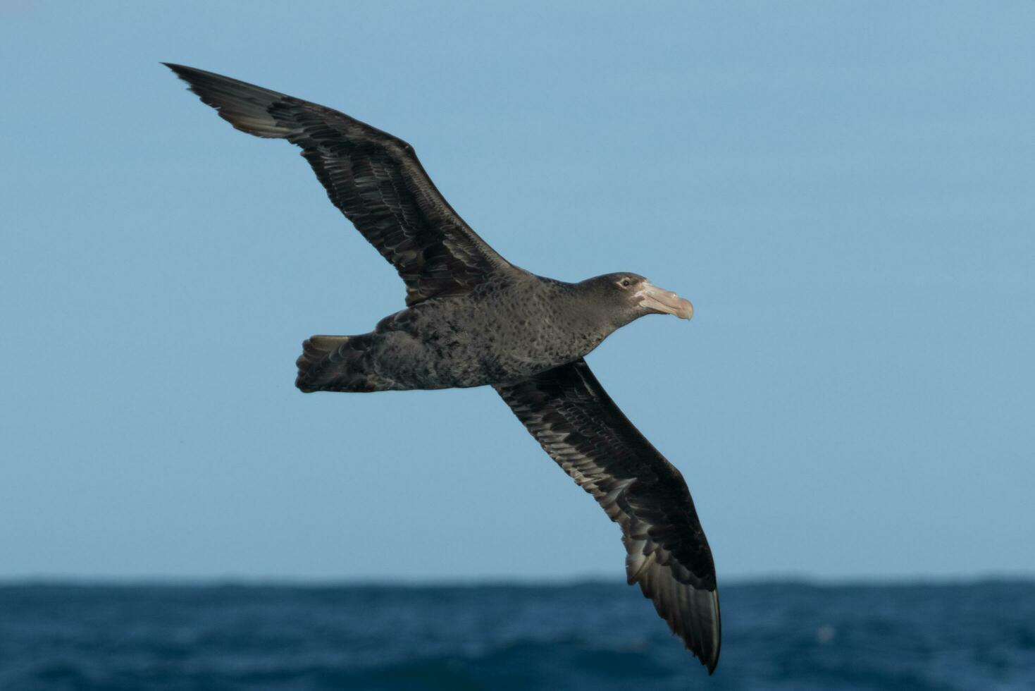 Northern Giant Petrel photo