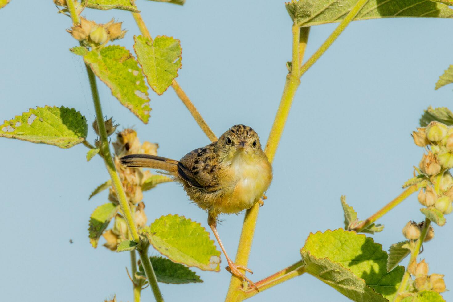Golden-headed Cisticola in Australia photo