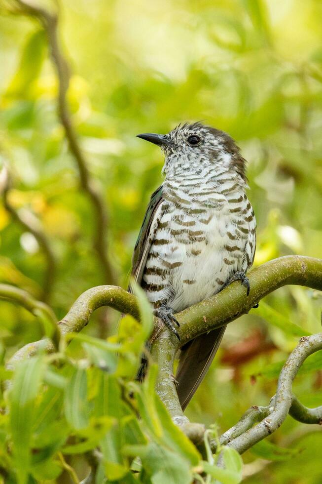 Shining Bronze Cuckoo photo