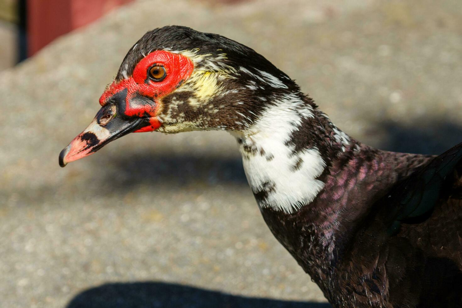Muscovy Duck in Australasia photo