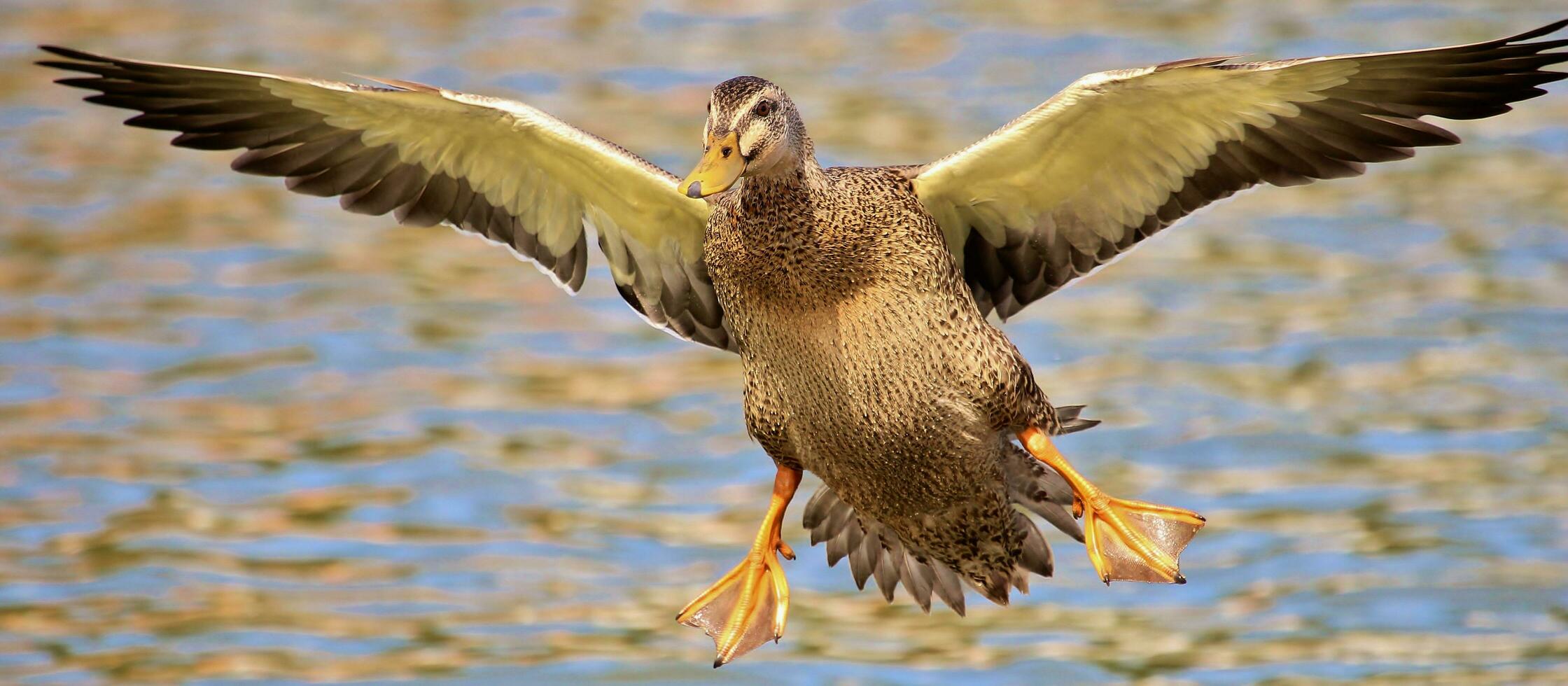 Common Mallard Duck photo