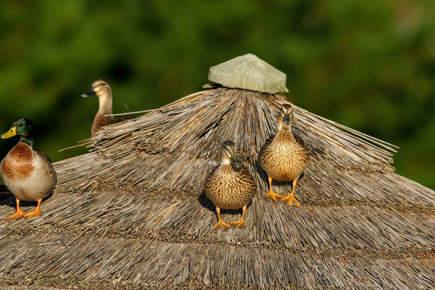 Common Mallard Duck photo