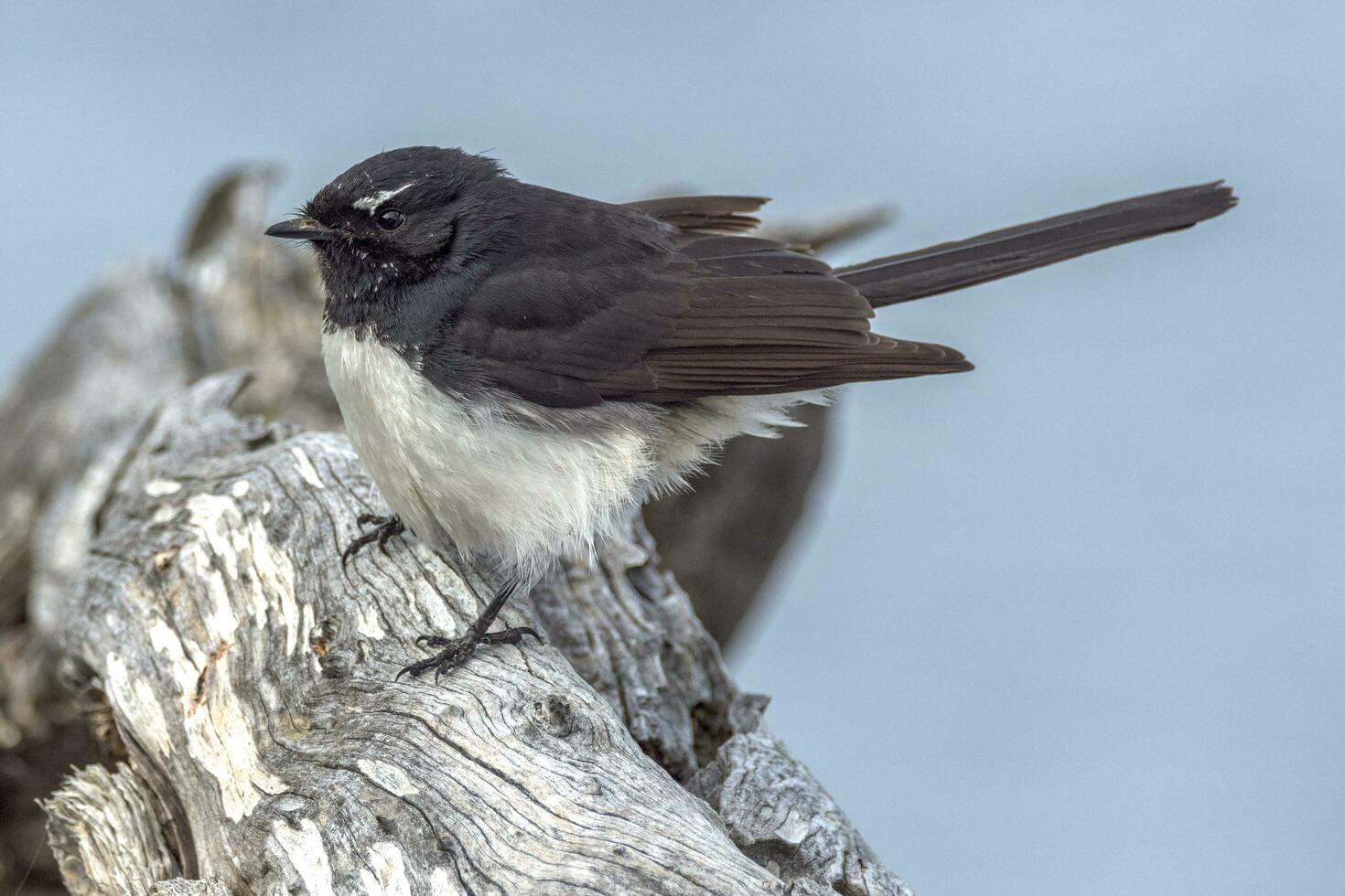 Willy Wagtail in Australia photo