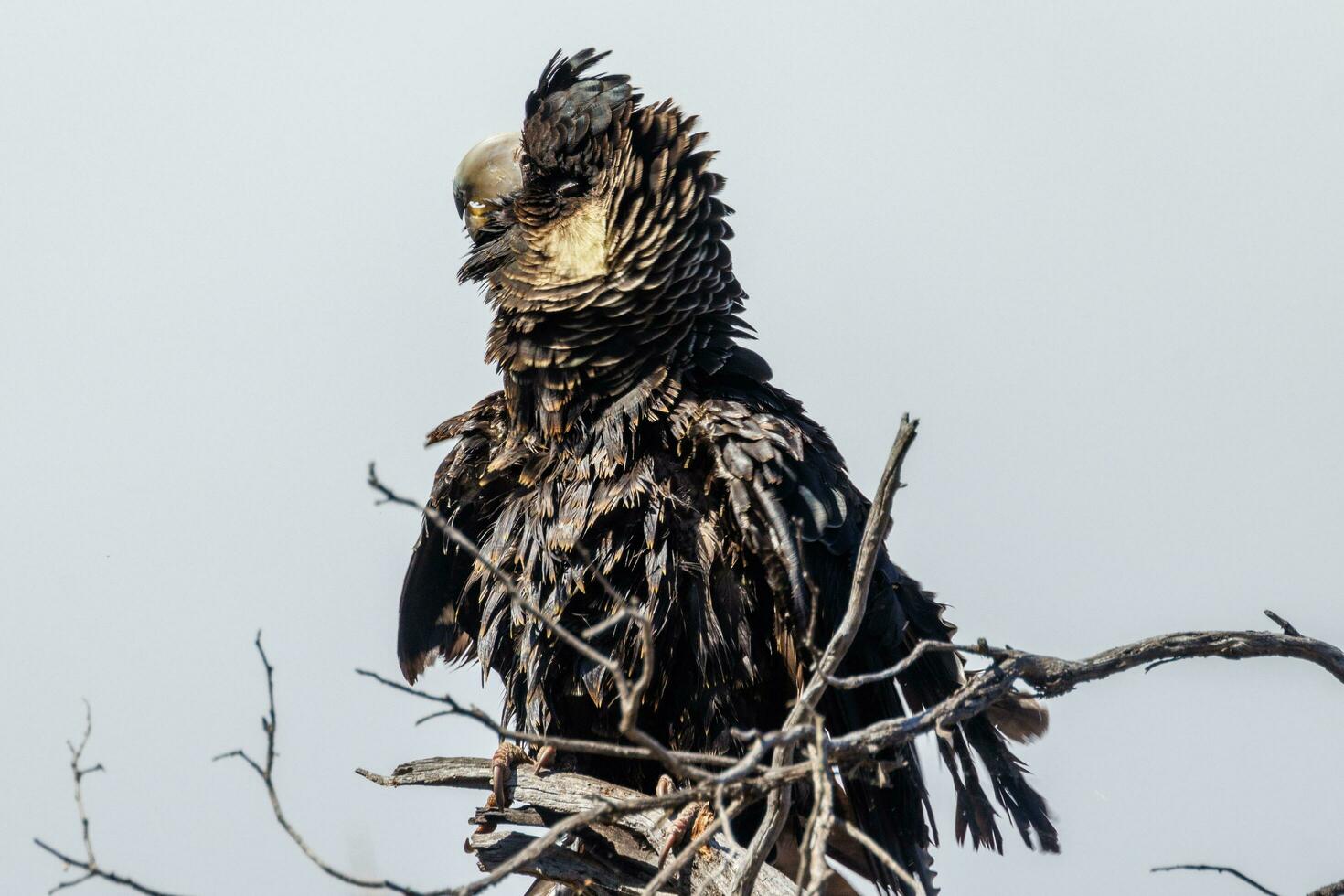 Carnaby's Black Cockatoo in Australia photo