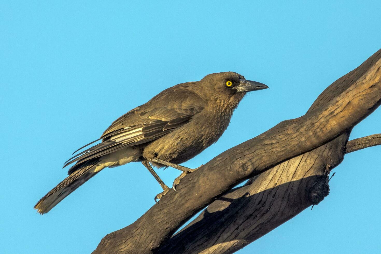 Grey Currawong in Australia 24739023 Stock Photo at Vecteezy