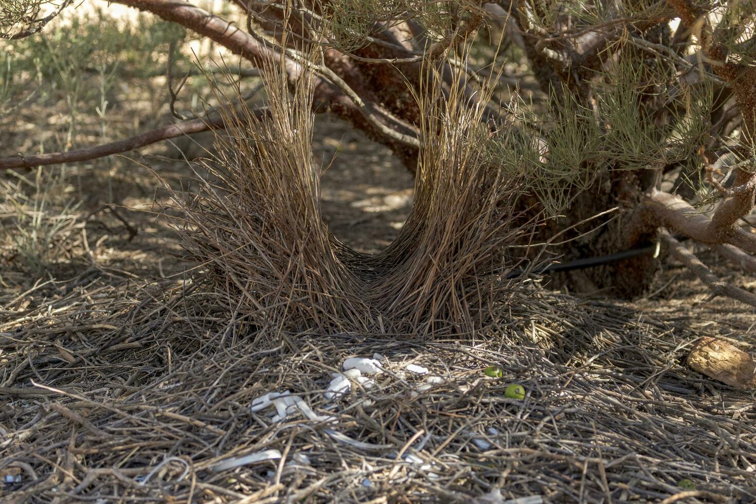 Western Bowerbird in Australia photo