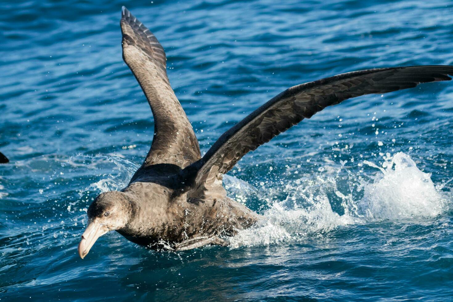 Northern Giant Petrel photo