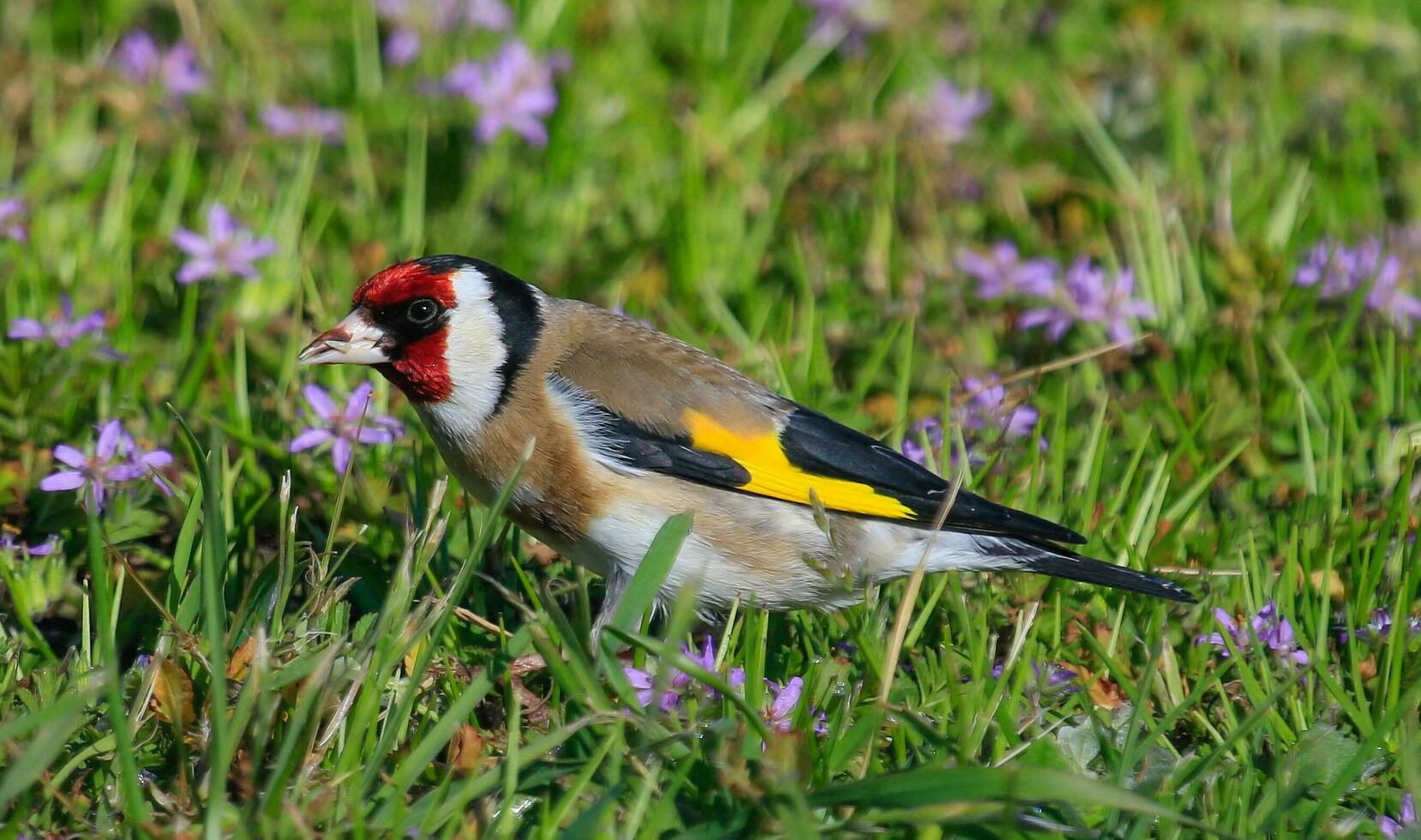 European Goldfinch Bird photo