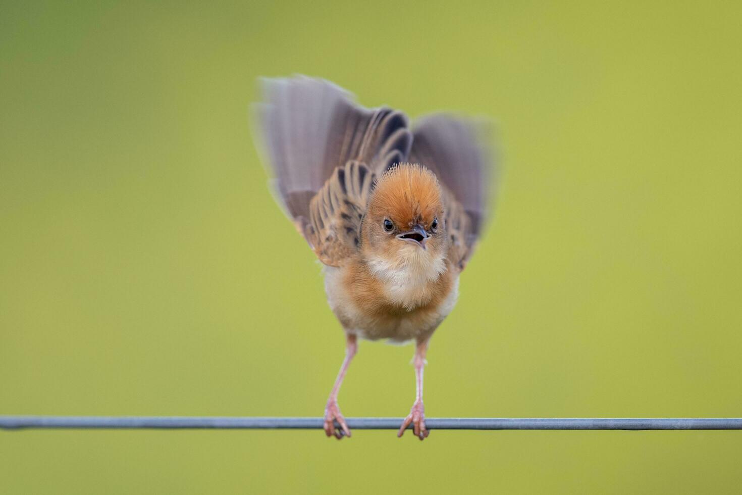 Golden-headed Cisticola in Australia photo