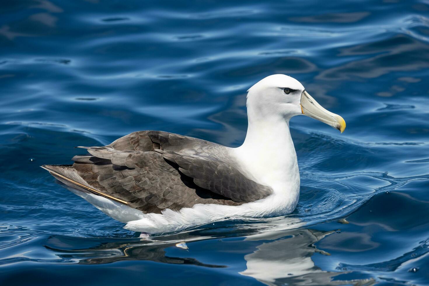 White-capped Mollymawk Albatross photo