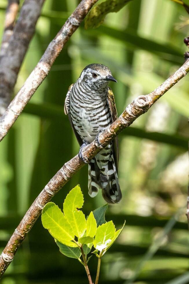 Shining Bronze Cuckoo in Australasia photo
