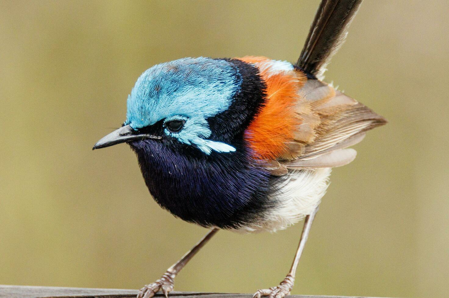 Red-winged Fairywren in Australia photo