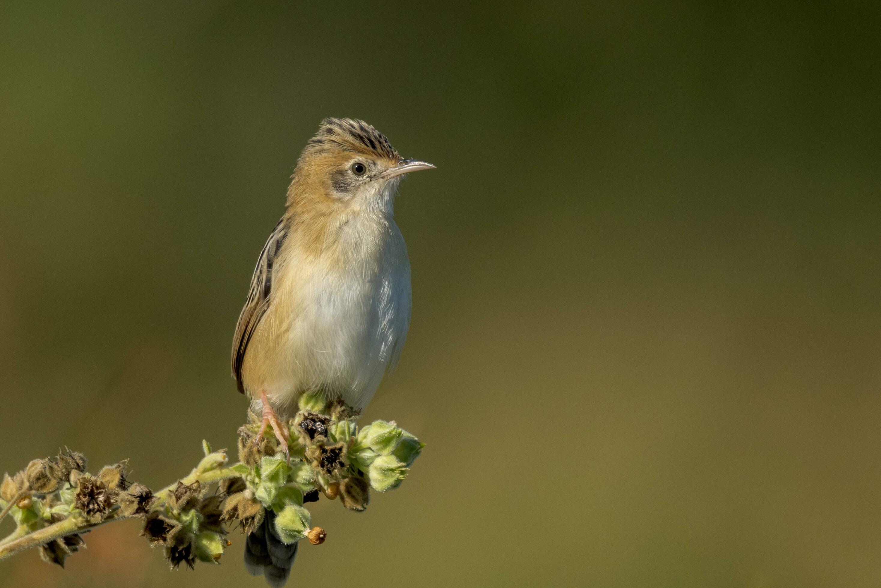 Goldenheaded Cisticola in Australia 24739142 Stock Photo at Vecteezy