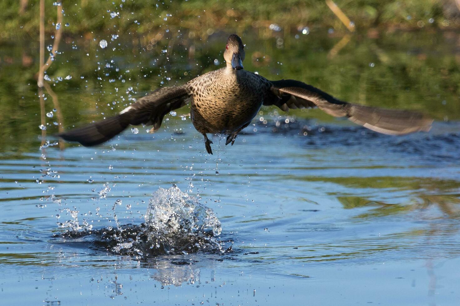 Grey Teal in Australasia photo