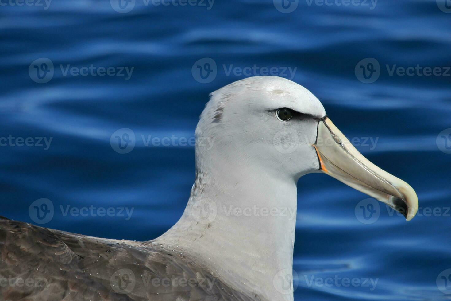 Salvin's Mollymawk Albatross photo