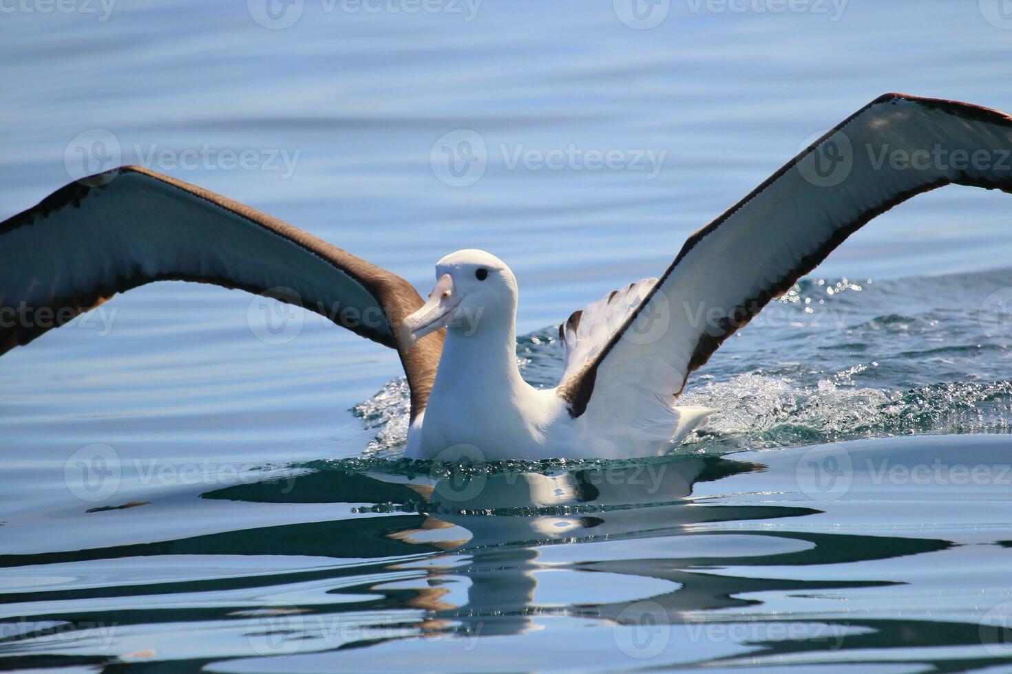 Northern Royal Albatross photo