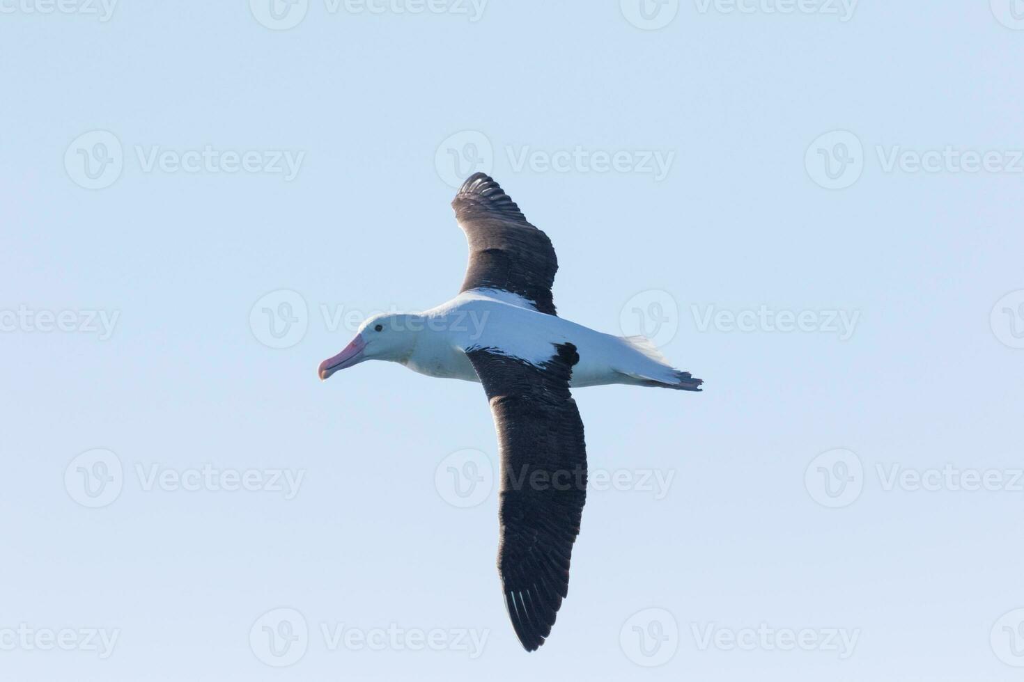Northern Royal Albatross photo