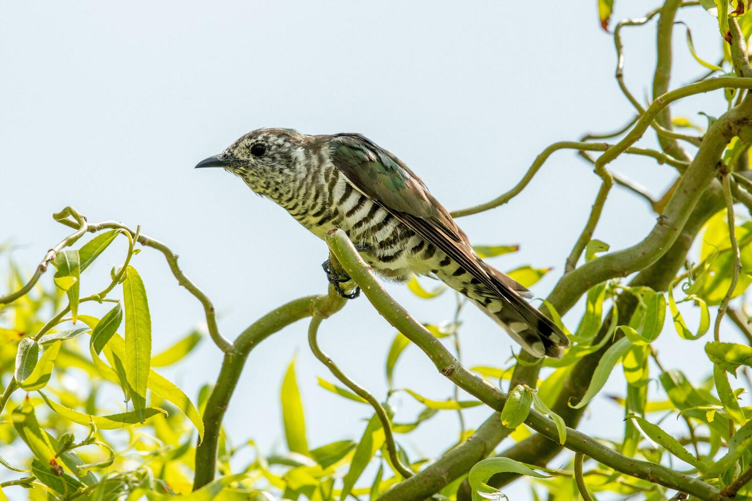 Shining Bronze Cuckoo photo