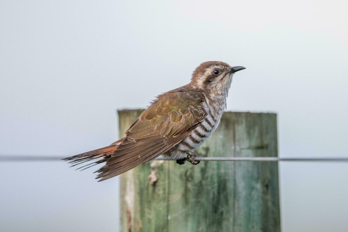 Horsfield's Bronze Cuckoo in Australia photo