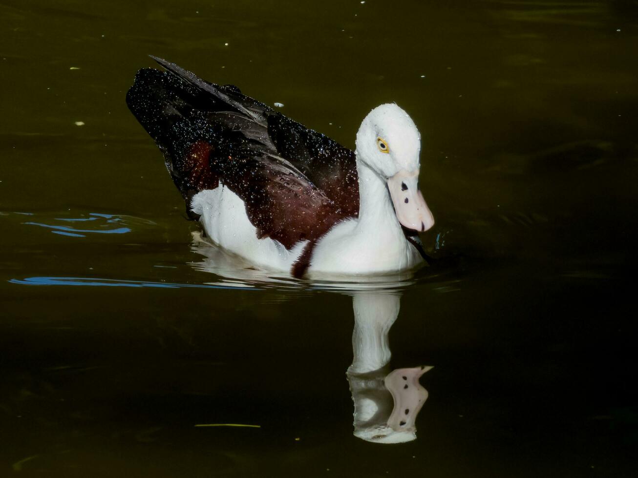 Radjah Shelduck in Australia photo